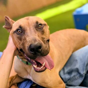 Fridge -  Mixed Breed Dog for Adoption in Savannah, Georgia - Fridge | PetCurious