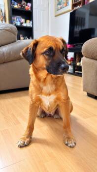CANELA -  Mixed Breed Dog for Adoption in Harlingen, Texas - CANELA | PetCurious