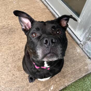 Juno -  Mixed Breed Dog for Adoption in Fairport, New York - Juno | PetCurious