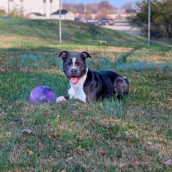 Mixed Breed Dogs Available for Adoption in Jeffersonville, Indiana - Ziggy | PetCurious