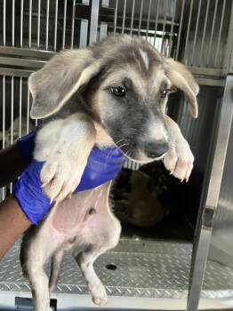 SPARKY -  Mixed Breed Dog for Adoption in Dallas, Texas - SPARKY | PetCurious