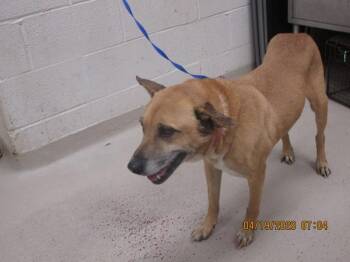 Shepherd Dogs Available for Adoption in Marietta, Georgia - Maximos(808) | PetCurious