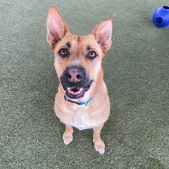 Rescue Shepherd Dogs for Adoption in Grand Junction, Colorado - Dingo | PetCurious