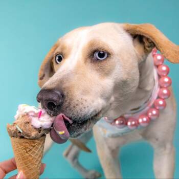 Carolina Dog Dogs Available for Adoption - Flora | PetCurious