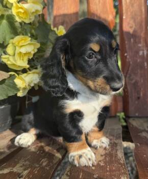 Sarah  -  Dachshund Dog for Sale in Fort Plain, New York - Sarah  | PetCurious