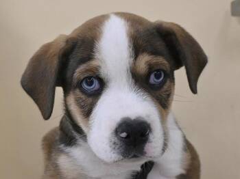 Bee -  Siberian Husky and Pit Bull Terrier Dog for Adoption in Portland, Oregon - Bee | PetCurious