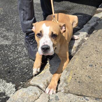 Dino -  Pit Bull Terrier Dog for Adoption in Newark, New Jersey - Dino | PetCurious