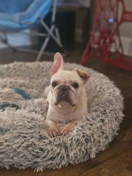 Rescue French Bulldog Dogs for Adoption in Palm Coast, Florida - Stella | PetCurious