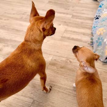 Chihuahua Dogs Available for Adoption in Green Bay, Wisconsin - Ireland | PetCurious