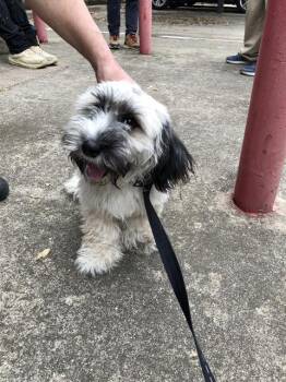 Mixed Breed Dogs Available for Adoption - WILLIAM | PetCurious