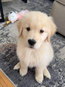 Neville -  Golden Retriever Dog for Adoption in Farmington, Connecticut - Neville | PetCurious