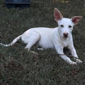 Casper -  Rat Terrier Dog for Adoption in Holly Springs, Mississippi - Casper | PetCurious