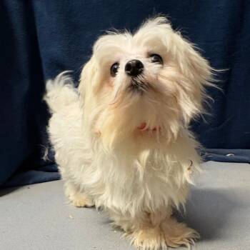 Rescue Maltese Dogs for Adoption in Tulsa, Oklahoma - ALB-091 "Phoenix" | PetCurious