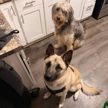 Bruno - Home to Home -  Poodle and Husky Dog for Adoption in South Elgin, Illinois - Bruno - Home To Home | PetCurious