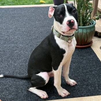 Ekko -  Pit Bull Terrier Dog for Adoption in Olathe, Kansas - Ekko | PetCurious