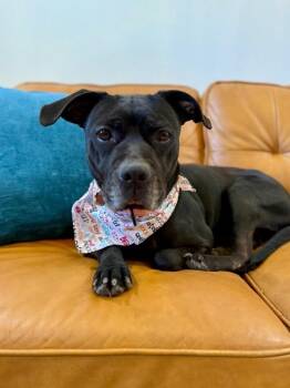 Pit Bull Terrier and Labrador Retriever Dogs Available for Adoption - Blanche Nap Euthanist | PetCurious