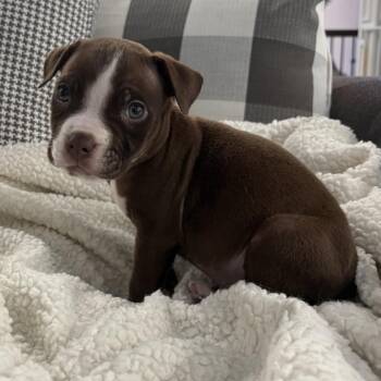 Pit Bull Terrier Dogs Available for Adoption in Chicago, Illinois - Walt ~ Coming Soon!!! | PetCurious