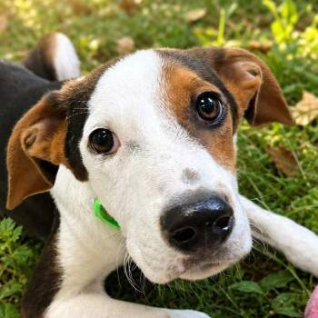 Foxhound Dogs Available for Adoption in Boerne, Texas - Mosaic | PetCurious