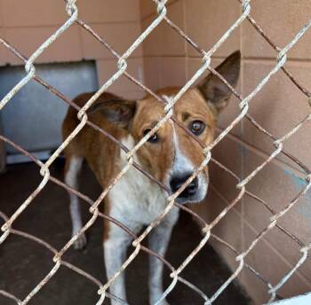 Chicka -  Australian Cattle Dog Blue Heeler Dog Available for Adoption in Gautier, Mississippi - Chicka | PetCurious