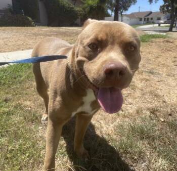 Rescue Pit Bull Terrier and Mixed Breed Dogs for Adoption in Riverside, California - EMBER | PetCurious