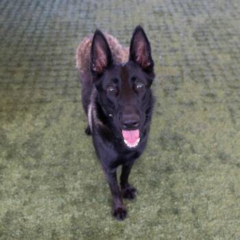 Stevie -  Belgian Shepherd Malinois Dog for Adoption in Pasadena, California - Stevie | PetCurious