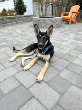 Rescue German Shepherd Dog and Mixed Breed Dogs for Adoption in Saugus, Massachusetts - Asteroid | PetCurious