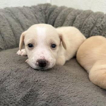 Buttermilk -  Labrador Retriever and Mixed Breed Dog for Adoption in North Charleston, South Carolina - Buttermilk | PetCurious