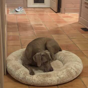 Rescue Weimaraner Dogs for Adoption in Hartwell, Georgia - Doc | PetCurious