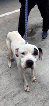 Pit Bull Terrier and Mixed Breed Dogs Available for Adoption - Uluhe | PetCurious