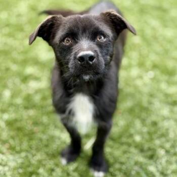 Freddy -  Miniature Dachshund and Terrier Dog for Adoption in Red Bluff, California - Freddy | PetCurious