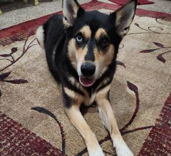 Dallas -  Siberian Husky and Mixed Breed Dog for Adoption in Memphis, Tennessee - Dallas | PetCurious