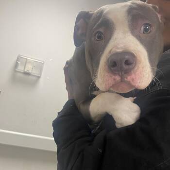 Mixed Breed Dogs Available for Adoption in Philadelphia, Pennsylvania - Mason | PetCurious