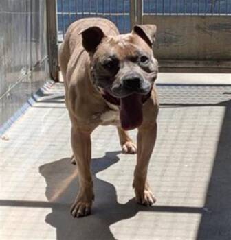 KYLE -  Pit Bull Terrier and Mixed Breed Dog for Adoption in Camarillo, California - KYLE | PetCurious