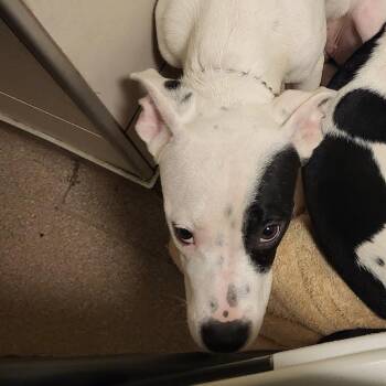 Cami -  American Bulldog and Pit Bull Terrier Dog for Adoption in Chicago, Illinois - Cami | PetCurious