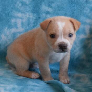 John -  Australian Cattle Dog Blue Heeler and Mixed Breed Dog for Adoption in Eureka, California - John | PetCurious