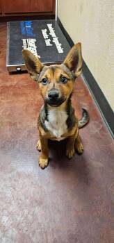 Rescue Corgi and Shepherd Dogs for Adoption in Uxbridge, Massachusetts - Rico | PetCurious