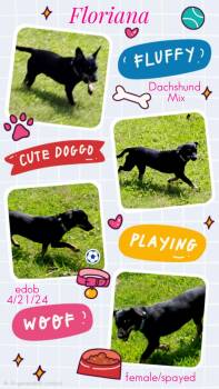 Floriana WV14422-T -  Dachshund Dog for Adoption in Missouri City, Texas - Floriana WV14422-T | PetCurious