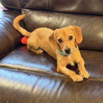 Princess -  Yorkshire Terrier Dog for Adoption in Hopkinton, Massachusetts - Princess | PetCurious