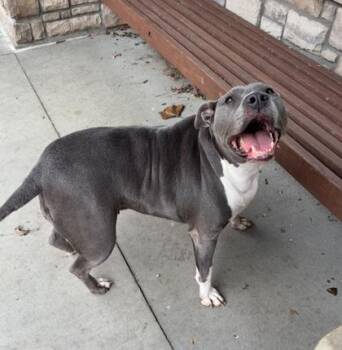 Nova -  Mixed Breed Dog for Adoption in Cincinnati, Ohio - Nova | PetCurious