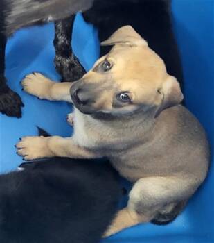 BELLATRIX -  Mixed Breed Dog for Adoption in Dallas, Texas - BELLATRIX | PetCurious