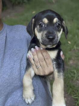 Genevieve -  American Staffordshire Terrier Dog for Adoption in Caldwell, Texas - Genevieve | PetCurious