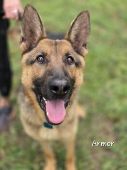 German Shepherd Dog Dogs Available for Adoption in Watkinsville, Georgia - Armor | PetCurious