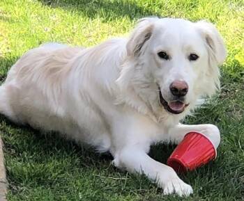 Golden Retriever Dogs Available for Adoption - Jade | PetCurious