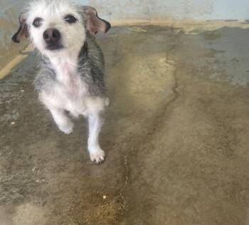 Donna (Rosie) FOSTER -  Terrier and Mixed Breed Dog for Adoption in Labelle, Florida - Donna (Rosie) FOSTER | PetCurious