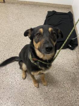Atlas -  Border Collie and German Shepherd Dog Dog for Adoption in Vancouver, Washington - Atlas | PetCurious