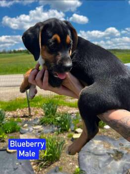Blueberry -  Beagle Dog Available for Adoption in Salamanca, New York - Blueberry | PetCurious