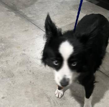 Australian Shepherd and Mixed Breed Dogs Available for Adoption in Doral, Florida - RANDY | PetCurious