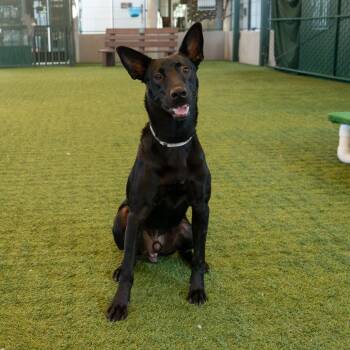 Chip -  Belgian Shepherd Malinois Dog for Adoption in Pasadena, California - Chip | PetCurious