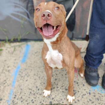 Jessie -  Pit Bull Terrier Dog for Adoption in Jersey City, New Jersey - Jessie | PetCurious
