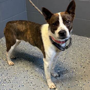 TUSC-Stray-84765 -  Cattle Dog and Mixed Breed Dog for Adoption in Tuscaloosa, Alabama - TUSC-Stray-84765 | PetCurious
